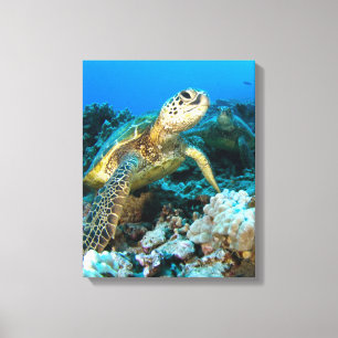 Lienzo Pares de la tortuga