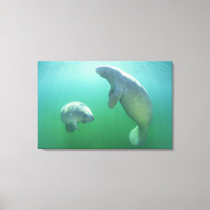 Lienzo Pares de manatees de la Florida que nadan