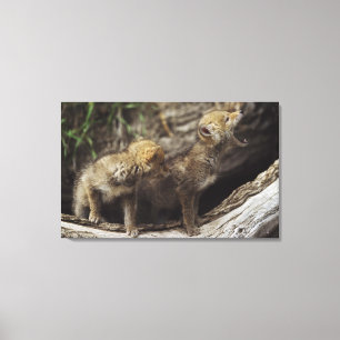 Lienzo Pares de perritos jovenes del coyote que gritan