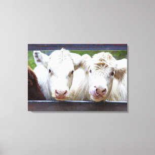 Lienzo Pares de vacas blancas jovenes en el remolque de