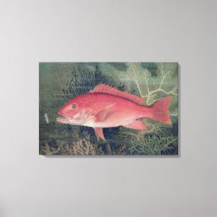 Lienzo Pargo rojo, de 'pescados del estado unido