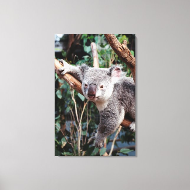 Lienzo Parque de vida salvaje Featherdale, osos koala (Anverso)