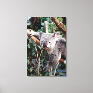 Lienzo Parque de vida salvaje Featherdale, osos koala