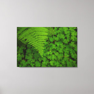 Lienzo Parque Estatal Humboldt Redwood