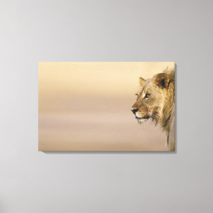 Lienzo Parque internacional de Kgalagadi, Northern Cape