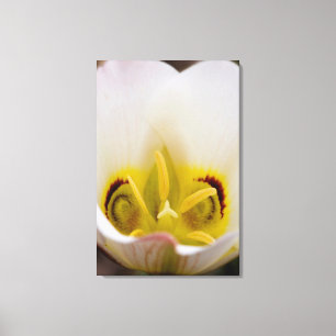 Lienzo Parque nacional de los arrecifes del Capitolio, Ut