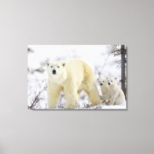 Lienzo Parque nacional de Wapusk, Canadá