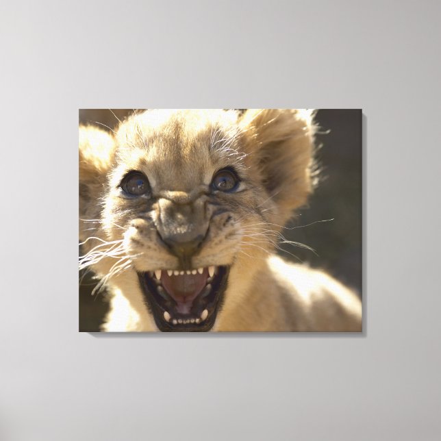 Lienzo Parque Nacional del Elefante Addo, Cabo Oriental (Anverso)