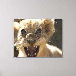 Lienzo Parque nacional del elefante de Addo, Eastern Cape