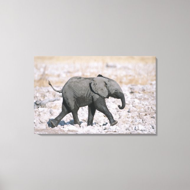 Lienzo Parque nacional Etosha, Namibia (Anverso)