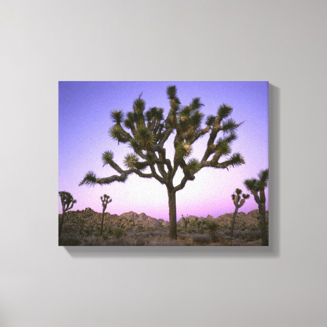 LIENZO PARQUE NACIONAL JOSHUA TREE, CALIFORNIA. EE. UU. (Anverso)