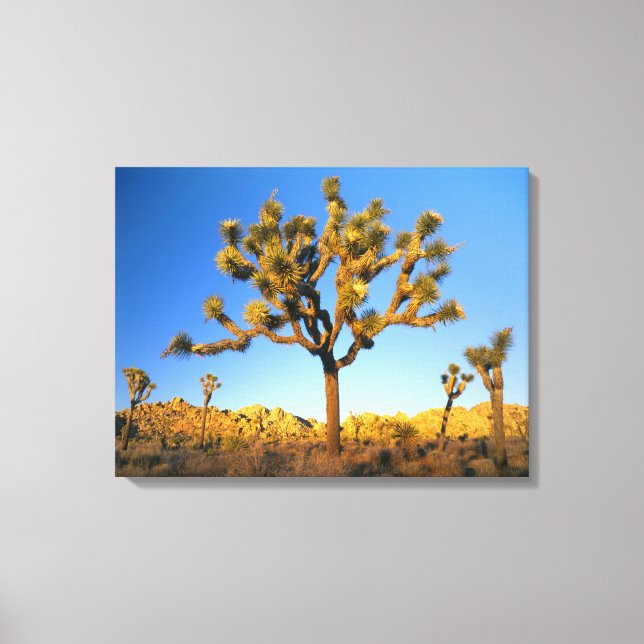 Lienzo Parque Nacional Joshua Tree, California. EE. UU. (Anverso)