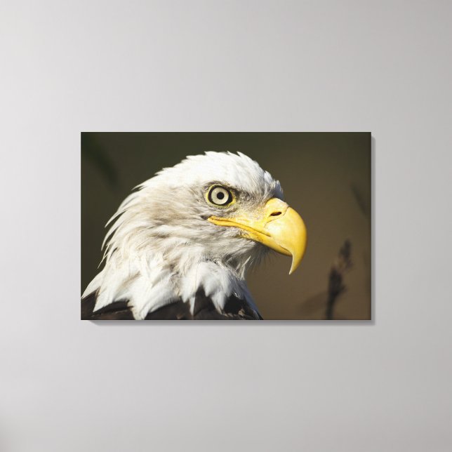 Lienzo Parque nacional Katmai, Alaska (Anverso)