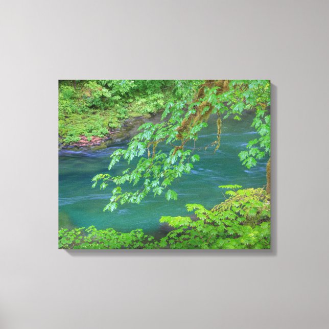 Lienzo Parque nacional olímpico Estado de Washington (Anverso)