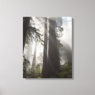 Lienzo Parque nacional Redwood California