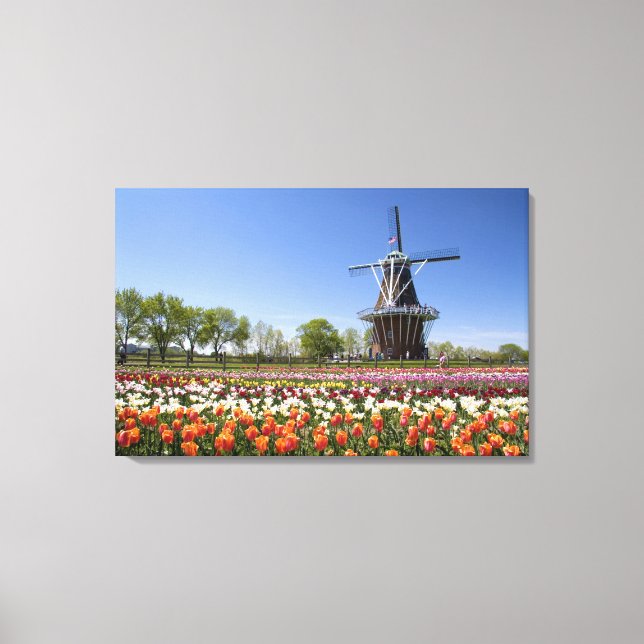 Lienzo parque Windmill Island con tulipanes en flor en (Anverso)