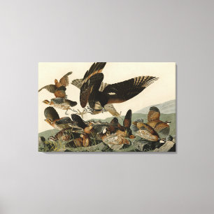 Lienzo Partrigo Virginiano, los pájaros de Audubon de Amé