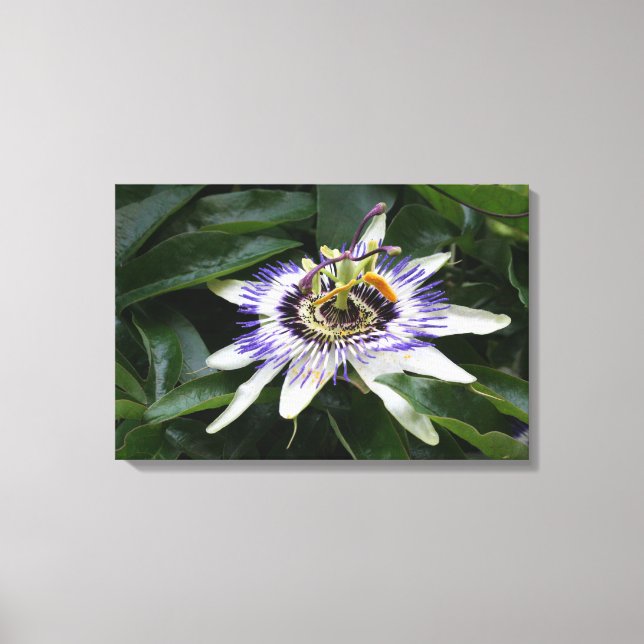 Lienzo Passiflora - Fotografía floral (Anverso)