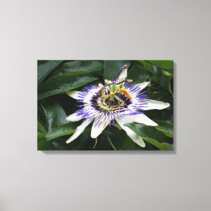 Lienzo Passiflora - Fotografía floral