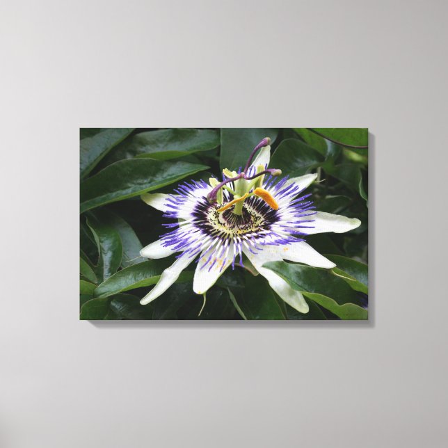 Lienzo Passiflora - Fotografía floral (Anverso)