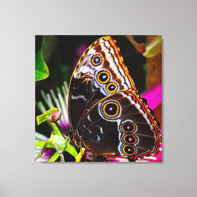 Lienzo Passiflora VIOLACEA y una mariposa morfo azul (Anverso)