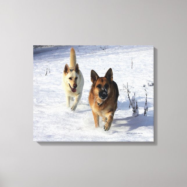 Lienzo Pastores alemanes corriendo en la nieve (Anverso)