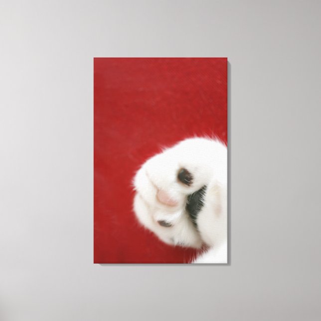 Lienzo Pata de gato (Anverso)