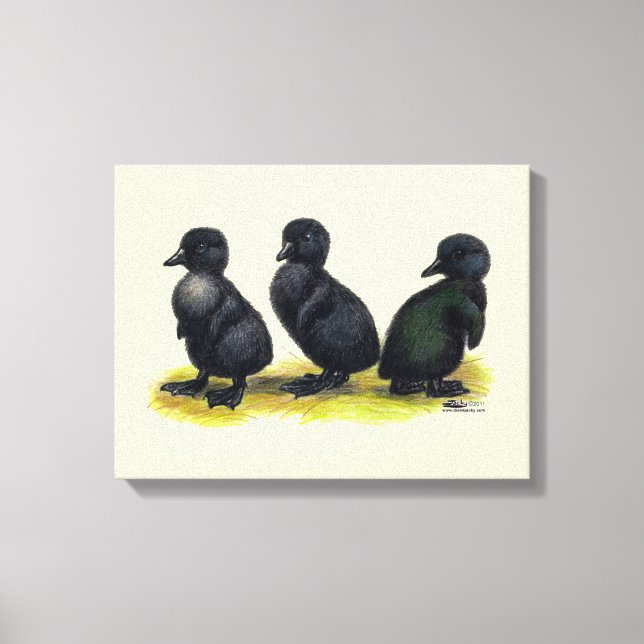 Lienzo Patitos de Cayuga Negra (Anverso)