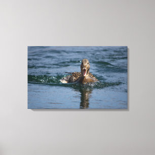 Lienzo Pato con el pico abierto