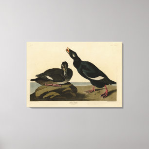 Lienzo Pato de terciopelo - de los pájaros de América de