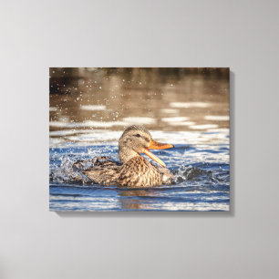 Lienzo Pato Mallard 20x16 en Downing Park