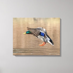 Lienzo Pato Mallard 20x16 en vuelo