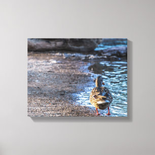 Lienzo Pato mallard de 8801 mujeres caminando por la cost