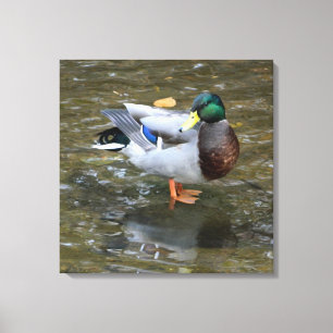 Lienzo Pato mallard macho en papel de tela envuelto en cr