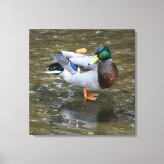 Lienzo Pato mallard macho en papel de tela envuelto en cr