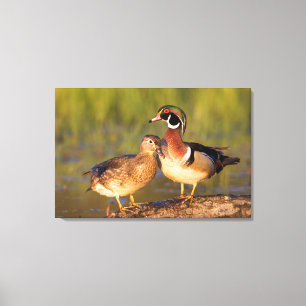 Lienzo Patos de madera y hembra en humedal