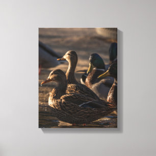 Lienzo Patos Mallard Femeninos De 2318