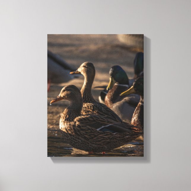 Lienzo Patos Mallard Femeninos De 2318 (Anverso)