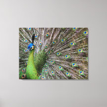 Pavo real