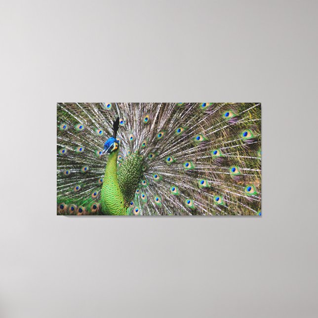 Lienzo Pavo real (Anverso)