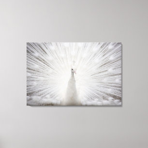 Lienzo Pavo real blanco