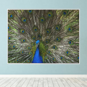 Lienzo Pavo real de Kauai hermosas plumas