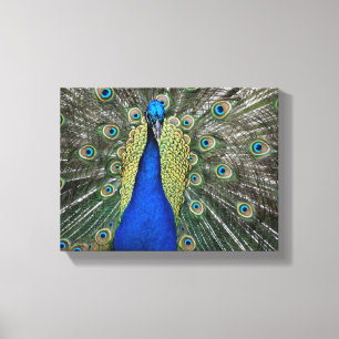 Lienzo Pavo real majestuoso