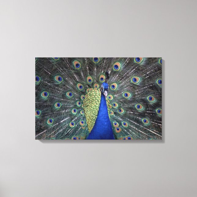 Lienzo Peacock (Anverso)