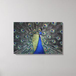 Lienzo Peacock