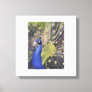 Lienzo Peacock