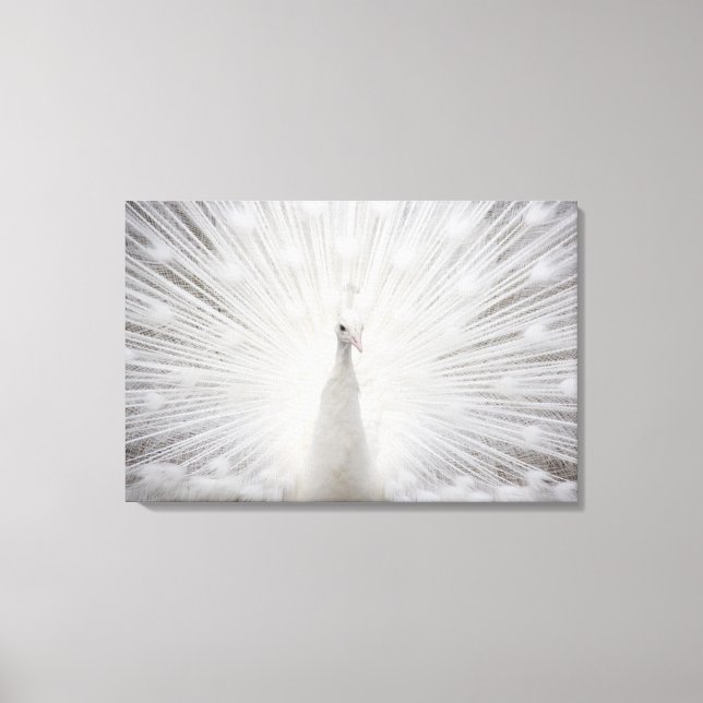 Lienzo Peacock blanco (Anverso)