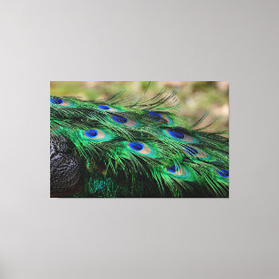 Lienzo Peacock Feather