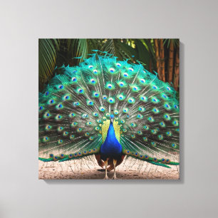 Lienzo Peacock Feather Fanning