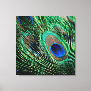 Lienzo Peacock Feather Lucky